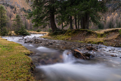 Scenic view of stream flowing in forest