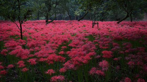 Red flowers growing in field