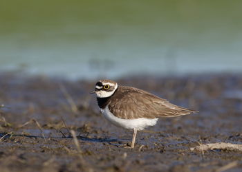 Close-up of bird perching on a land