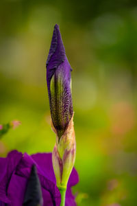 Close-up of purple iris flower on field