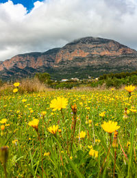 Yellow flowering plants on field by mountains against sky