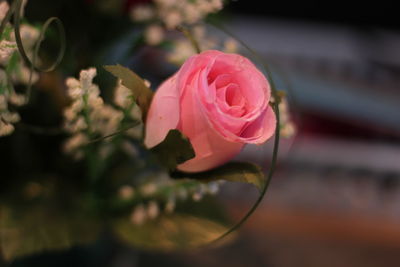 Close-up of pink rose blooming outdoors