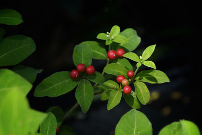 Close-up of cherries growing on plant