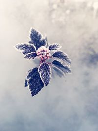 Close-up of snow on tree