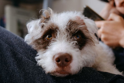 Portrait of dog at home