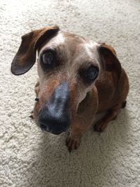 Close-up portrait of dog sitting on carpet at home