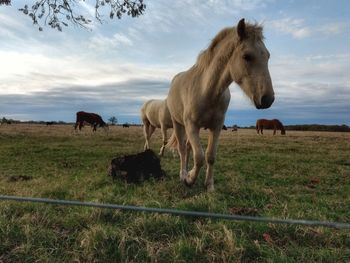 Cows grazing on field against sky