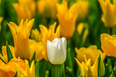 Close-up of yellow tulips