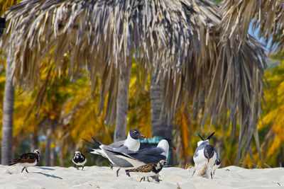 Close-up of bird