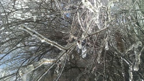 Low angle view of bare trees