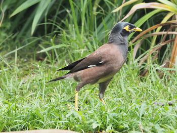 Close-up of bird perching on grass