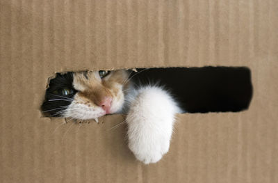 A three-colored kitten gnaws a cardboard box. kitty put his paw out of the box. isolated