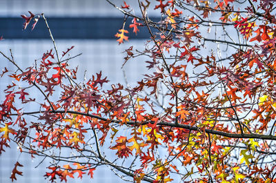 Sweet gum tree in autumn