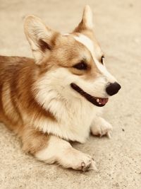 Close-up of dog looking away