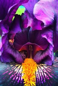 Close-up of purple flowers