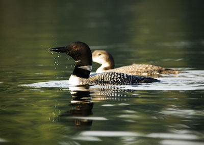 Close-up of loons swimming on lake