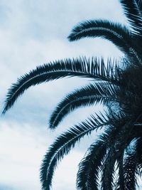 Low angle view of palm trees against sky