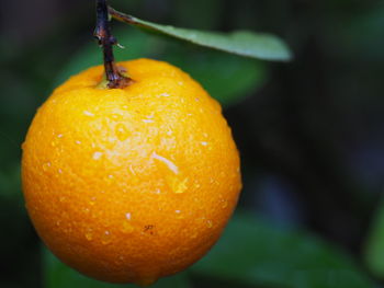 Close-up of wet orange