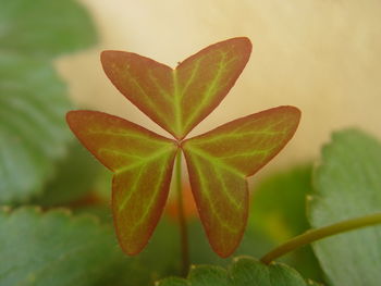 Close-up of heart shape leaf