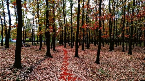 Trees in forest during autumn