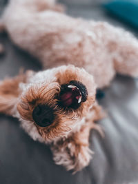 Close-up of stuffed toy