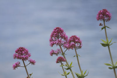 Close-up of pink flowers blooming on tree against sky