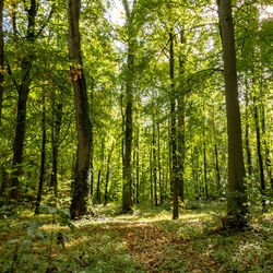 Scenic view of forest