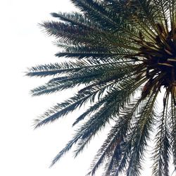 Close-up of palm tree against clear sky