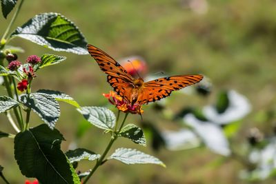 Close-up of orange butterfly on plant