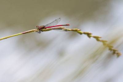 Close-up of insect on plant