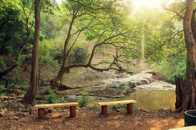 Trees and table in forest