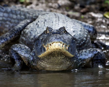 Closeup portrait of black caiman entering water from riverbank in the pampas del yacuma, bolivia.