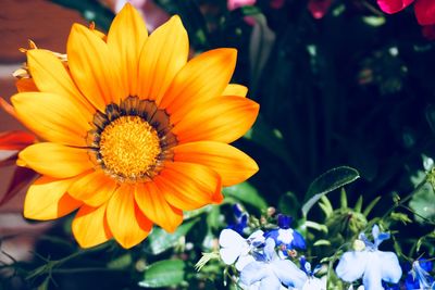 Close-up of yellow flower