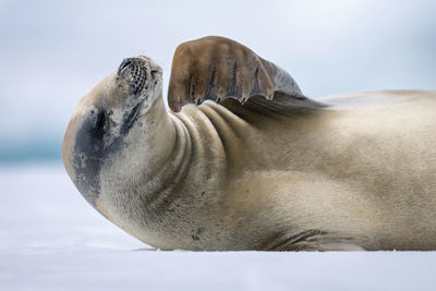 Close-up of crabeater seal scratching its mouth