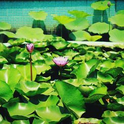 Close-up of lotus water lily