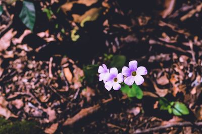 High angle view of purple flowering plants on field