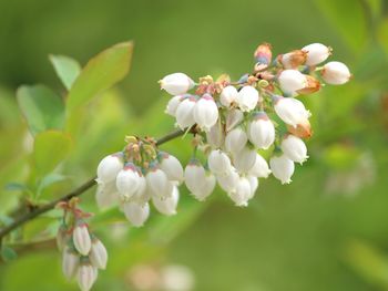 Close-up of white cherry blossom tree