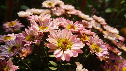 Close-up of pink flowering plants