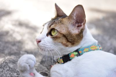 Close-up of a cat looking away