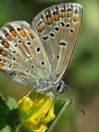 Close-up of butterfly pollinating on flower