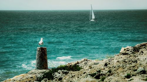 Seagull on rock by sea against sky