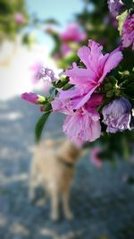 Close-up of pink flowers blooming outdoors