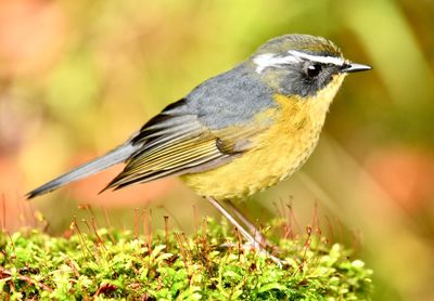 Close-up of bird perching on plant