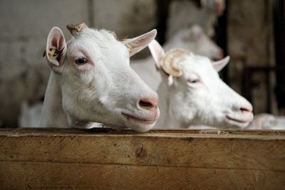 Close-up of a white goats. 