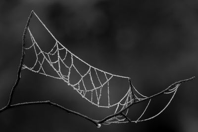 Close-up of spider web