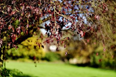 Close-up of autumn leaves on tree