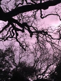 Low angle view of silhouette bare tree against sky