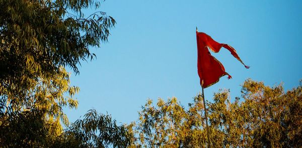 Low angle view of trees against clear blue sky