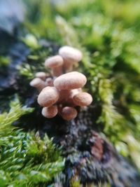 Close-up of mushrooms growing on tree trunk