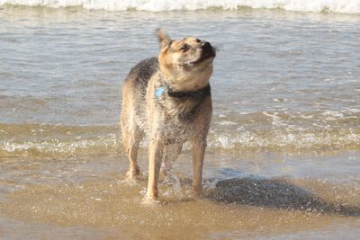 Portrait of wet dog on beach